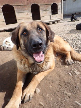 Adopter Ludwig
