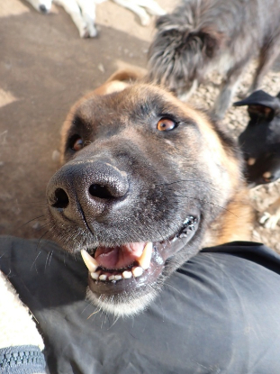 Adoption Ludwig