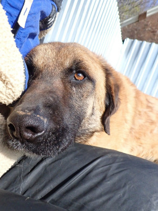 Adoption Ludwig