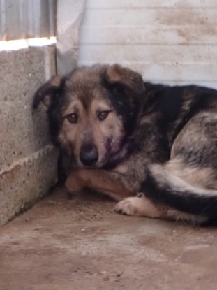 Adopter Timba