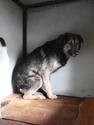 Adopter Timba