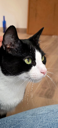 Adoption Leoo