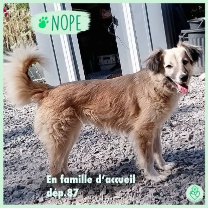 Adopter Nope