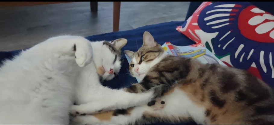 Adoption Tango et tao