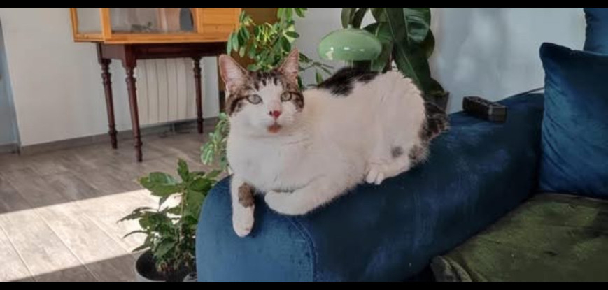 Adoption Tango et tao