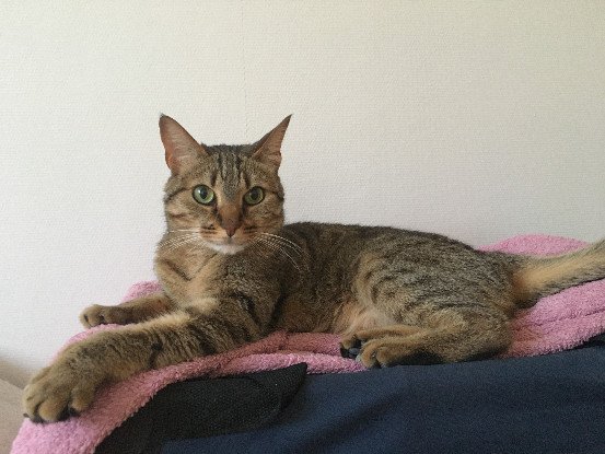 Adopter Chabine