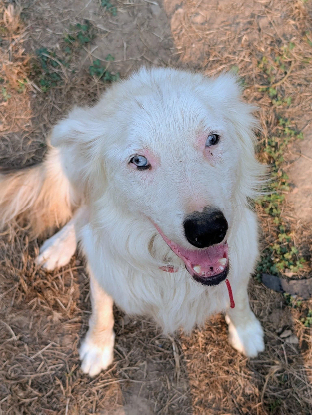 Adopter Alaska