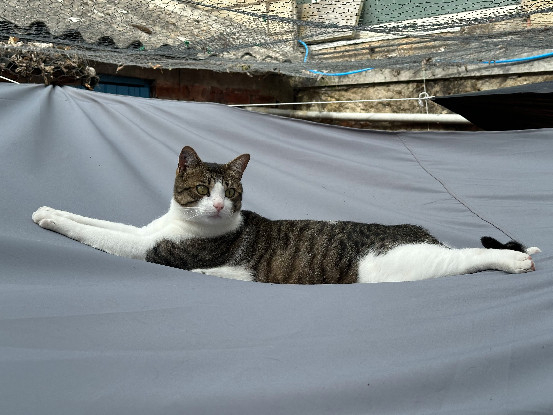 Adopter Marius