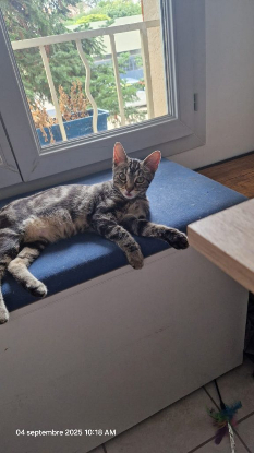 Adoption Clyde