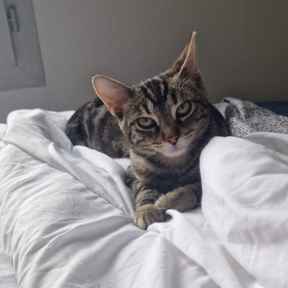 Adoption Clyde