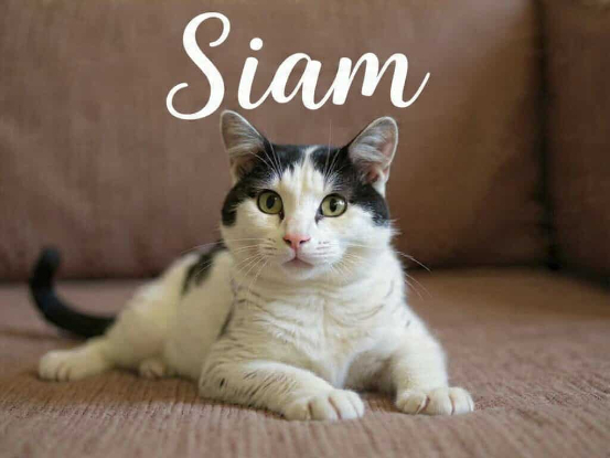 Adopter Siam