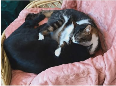Adopter Kratos et tselanos