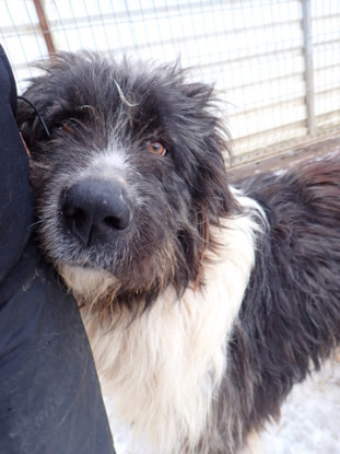 Adopter Tauriel