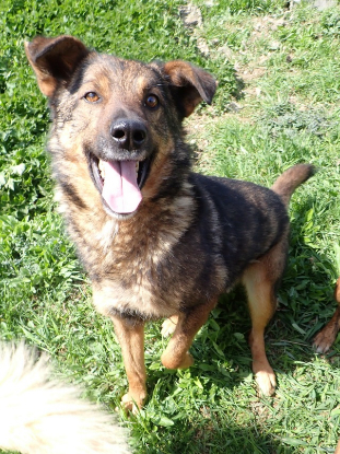 Adopter Baps