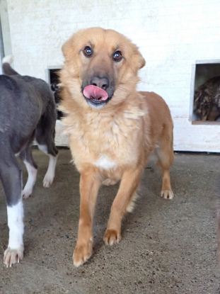 Adopter Shiory