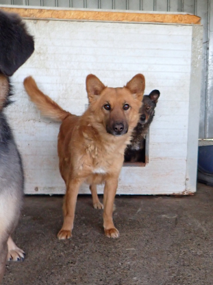 Adoption Shiory