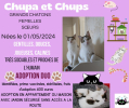 Chupa et chups