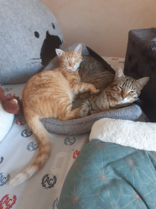 Adopter Bichette