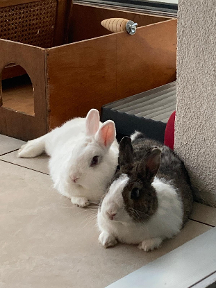 Adopter Cyril & zizou