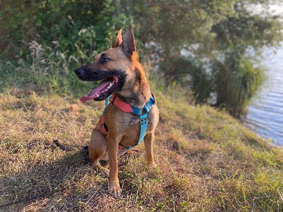 Adoption Taïly