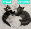 Adopter  chat : TYBALT et MERCUTIO (À ADOPTER ENSEMBLE)