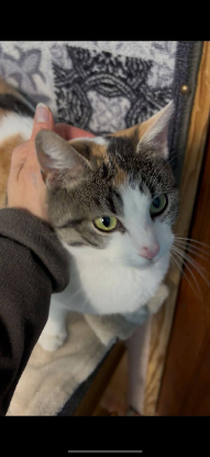 Adopter Maé