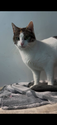 Adopter Maé