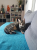 Adopter  chat : CHOUPI