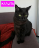 Adopter  chat : KARLITA (a adopter en duo ou seule)