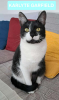 Adopter  chat : KARLYTE GARFIELD (a adopter en duo ou seul)