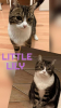 Adopter  chat : LITTLE LILY