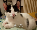 Adopter  chat : ANAIS