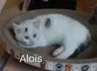 Adopter  chat : ALOIS