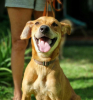 Adopter  chien : Bonny