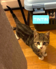 Adopter  chat : TINTIN (PEUVENT ÊTRE ADOPTÉS SEULS SANS CHATS OU AVEC UN CHAT DÉJÀ PRÉSENT CHEZ VOUS).