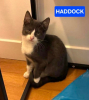 Adopter  chat : HADDOCK (PEUVENT ÊTRE ADOPTÉS SEULS SANS CHATS OU AVEC UN CHAT DÉJÀ PRÉSENT CHEZ VOUS).