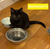 Adopter  chat : BERGAMOTE (PEUVENT ÊTRE ADOPTÉS SEULS SANS CHATS OU AVEC UN CHAT DÉJÀ PRÉSENT CHEZ VOUS).