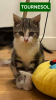 Adopter  chat : TOURNESOL (PEUVENT ÊTRE ADOPTÉS SEULS SANS CHATS OU AVEC UN CHAT DÉJÀ PRÉSENT CHEZ VOUS).