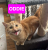 Adopter  chat : ODDIE (À ADOPTER AVEC DÉJÀ UN CHAT CHEZ VOUS OU DUO))
