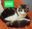 Adopter  chat : ZINC