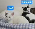 Adopter  chat : PAIA ET PUKALANI (À ADOPTER ENSEMBLE OU SEUL SI DÉJÀ UN CHAT CHEZ VOUS)