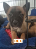 Adopter  chat : Rex