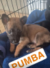 Adopter  chien : Pumba