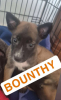 Adopter  chien : Bounthy