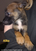Adopter  chien : Alika