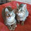 Adopter  chat : ASTRA et AVANA