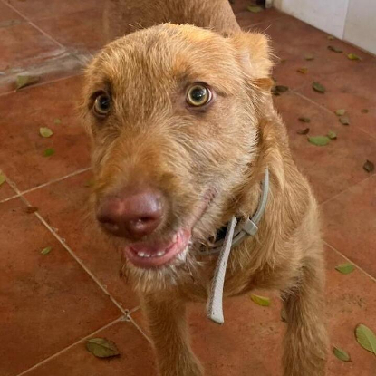 Adopter  chien : JAMES