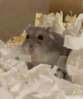 Adopter  NAC : Bounty