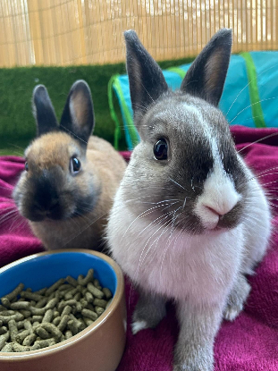 Adopter Chocolat et yuki