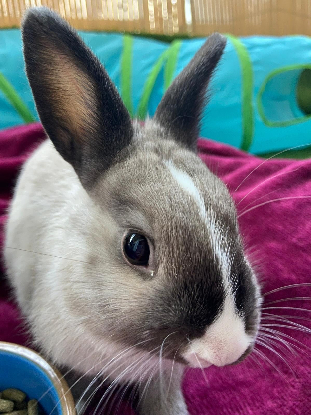 Adopter Chocolat et yuki